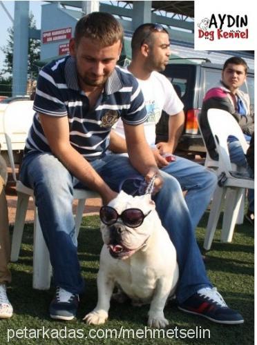 tombili Erkek İngiliz Bulldog