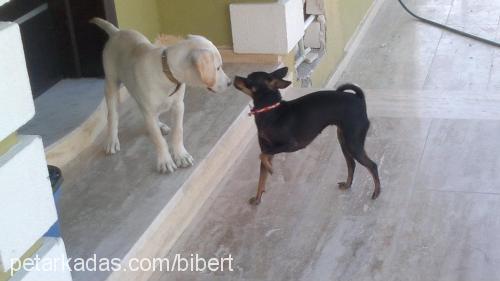 biber Dişi Minyatür Pinscher