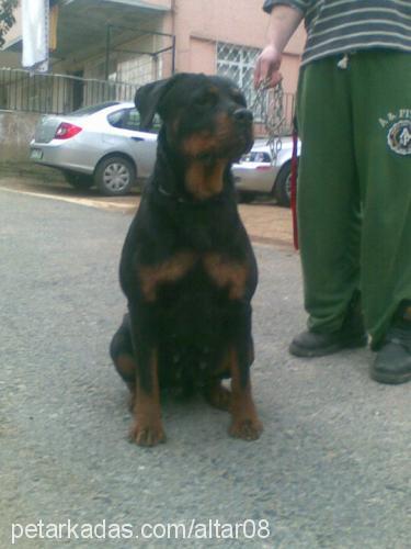 zeyna Dişi Rottweiler