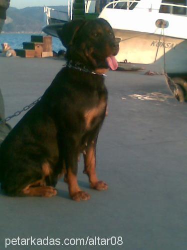 zeyna Dişi Rottweiler