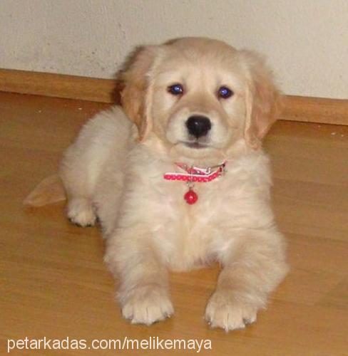 maya Dişi Golden Retriever