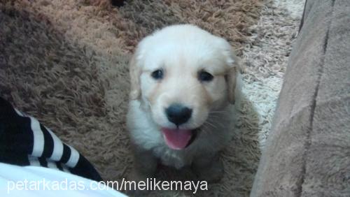 maya Dişi Golden Retriever