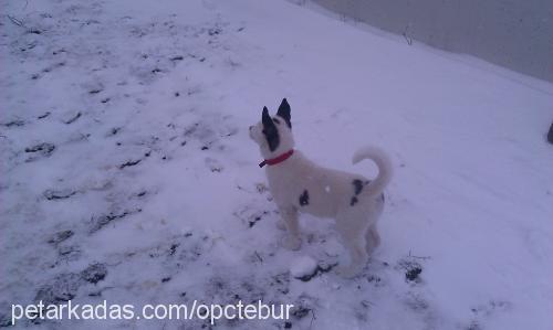 zilli Dişi Sibirya Kurdu (Husky)