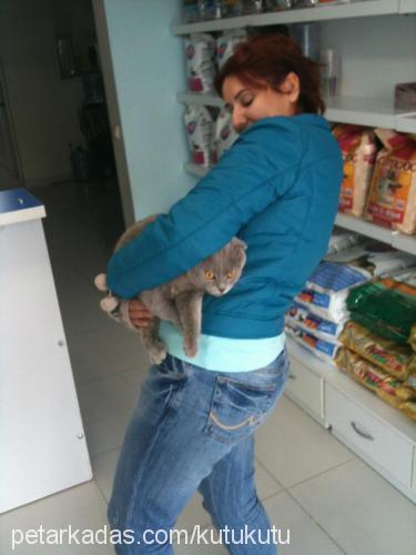 kutu Erkek Scottish Fold