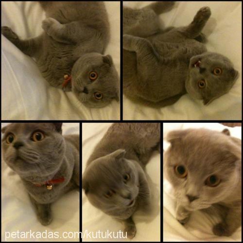 kutu Erkek Scottish Fold