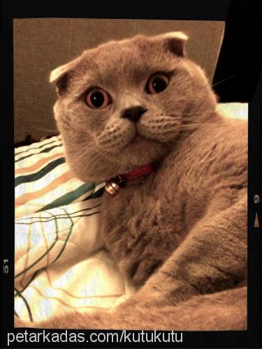 kutu Erkek Scottish Fold