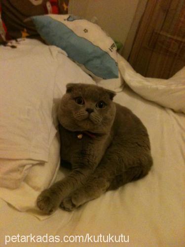 kutu Erkek Scottish Fold