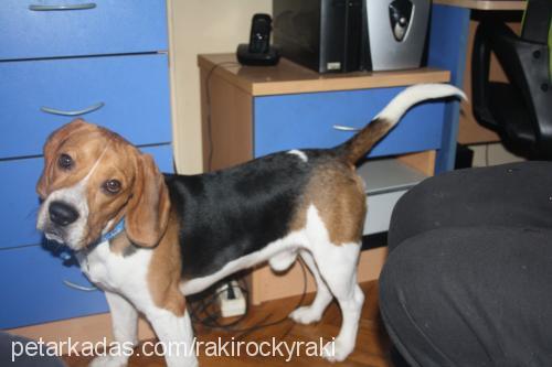 raki Erkek Beagle