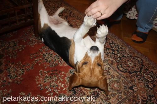 raki Erkek Beagle