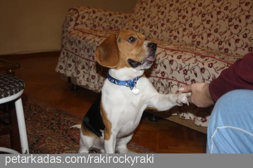 raki Erkek Beagle