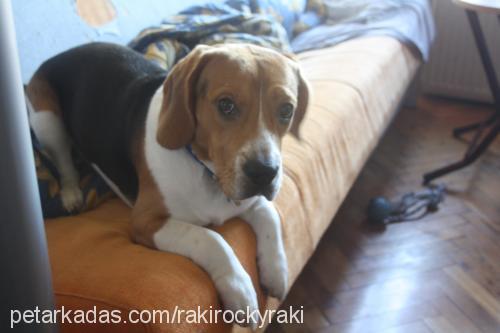 raki Erkek Beagle