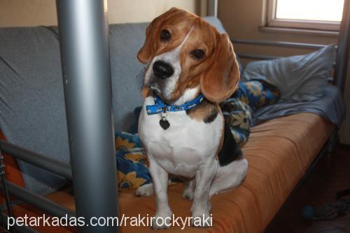 raki Erkek Beagle