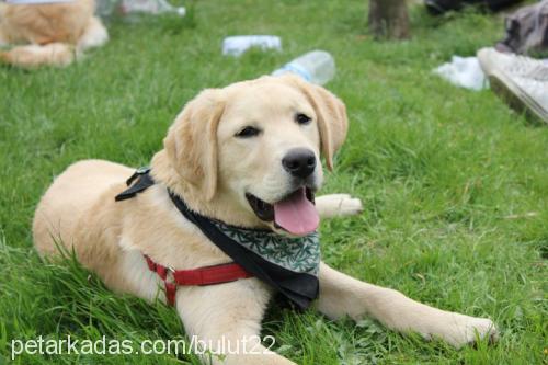 chester Erkek Labrador Retriever