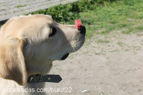 chester Erkek Labrador Retriever