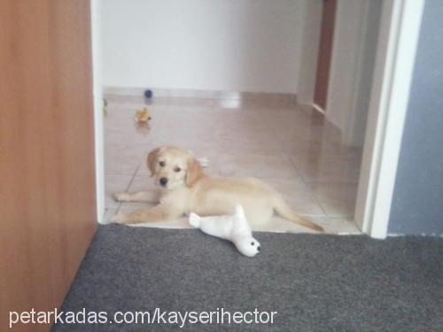 hector Erkek Golden Retriever