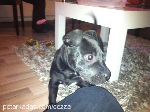 cezza Erkek Amerikan Staffordshire Terrier