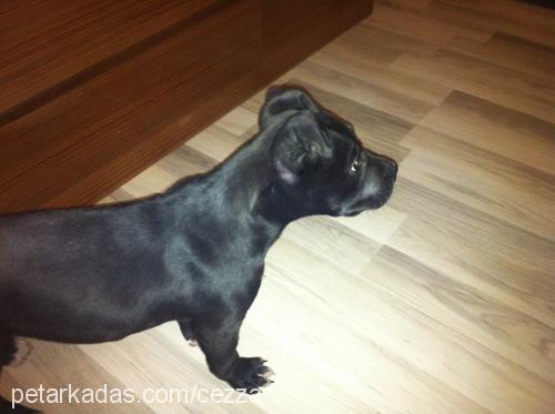 cezza Erkek Amerikan Staffordshire Terrier