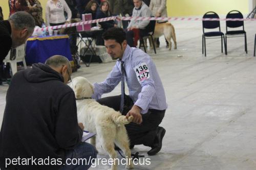 eclipse Dişi Golden Retriever