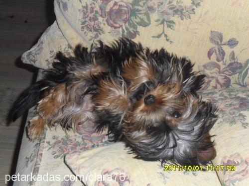 püskül Dişi Yorkshire Terrier