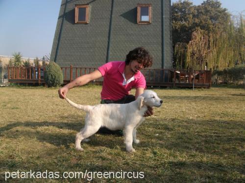 eclipse Dişi Golden Retriever