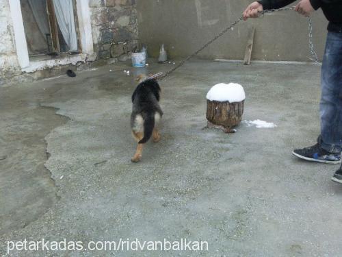 blade Dişi Rottweiler