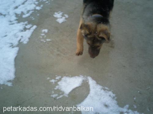 blade Dişi Rottweiler