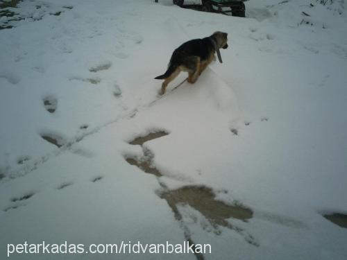 blade Dişi Rottweiler