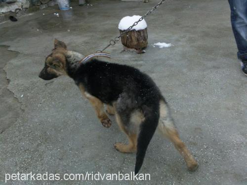 blade Dişi Rottweiler