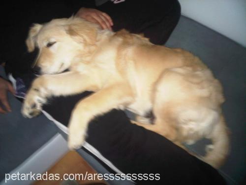 ares Erkek Golden Retriever