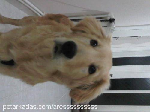 ares Erkek Golden Retriever