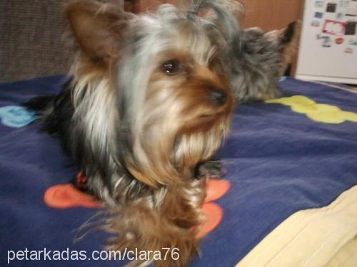 püskül Dişi Yorkshire Terrier