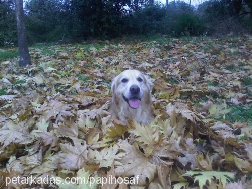 papi Erkek Golden Retriever