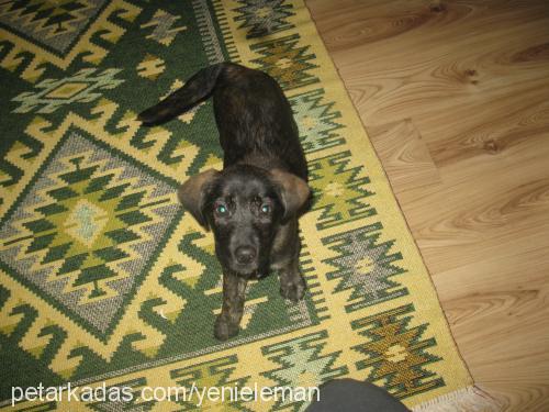 karam Dişi Labrador Retriever