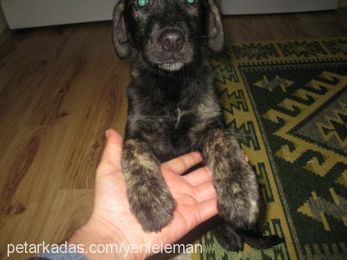 karam Dişi Labrador Retriever