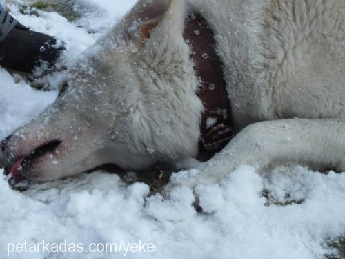 orka Erkek Sibirya Kurdu (Husky)