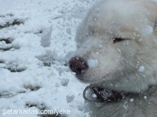 orka Erkek Sibirya Kurdu (Husky)