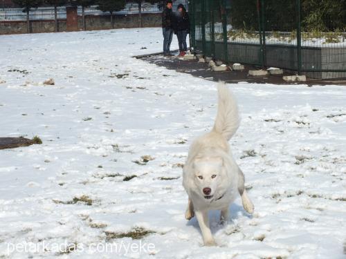 orka Erkek Sibirya Kurdu (Husky)