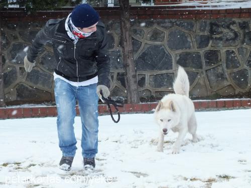 orka Erkek Sibirya Kurdu (Husky)