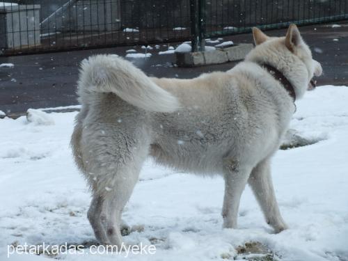 orka Erkek Sibirya Kurdu (Husky)