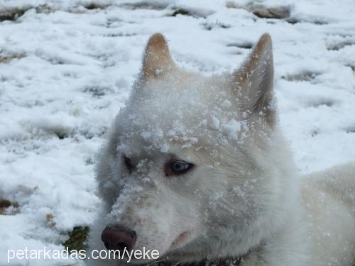 orka Erkek Sibirya Kurdu (Husky)