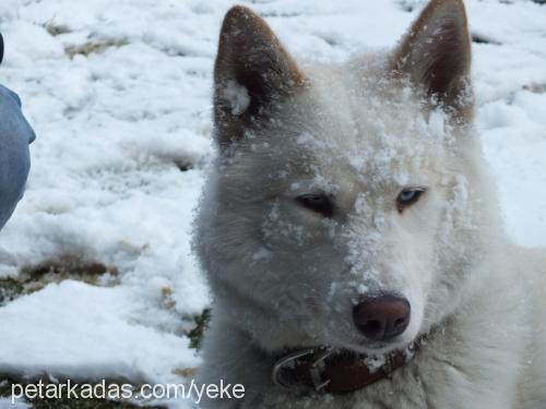 orka Erkek Sibirya Kurdu (Husky)