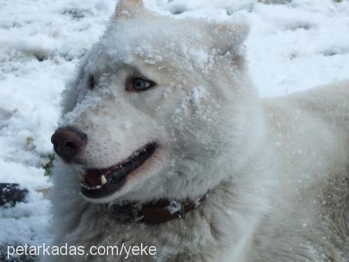 orka Erkek Sibirya Kurdu (Husky)