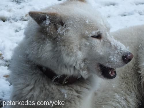 orka Erkek Sibirya Kurdu (Husky)