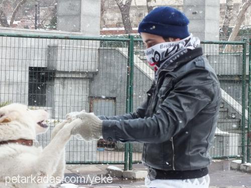 orka Erkek Sibirya Kurdu (Husky)