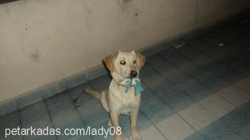 lady Dişi Labrador Retriever