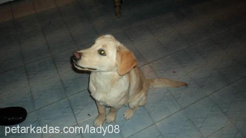 lady Dişi Labrador Retriever