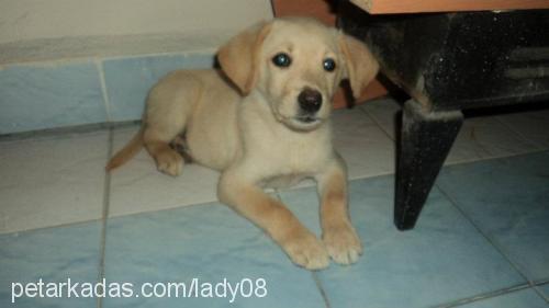 lady Dişi Labrador Retriever