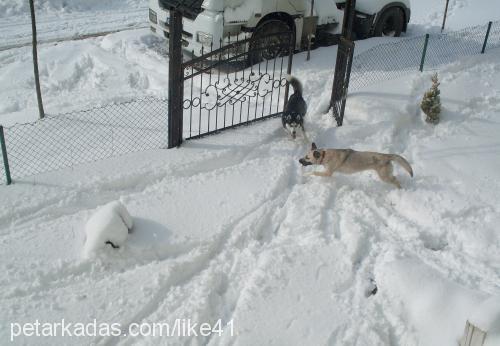 bidik Dişi Sibirya Kurdu (Husky)