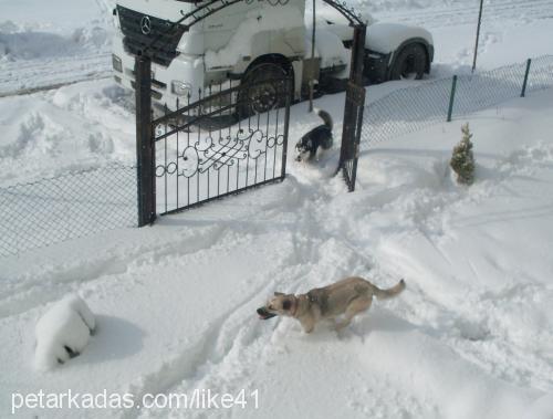 bidik Dişi Sibirya Kurdu (Husky)