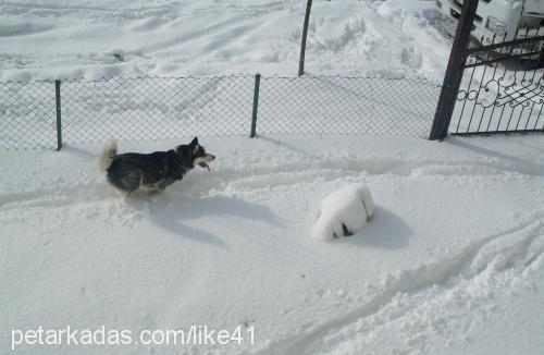 bidik Dişi Sibirya Kurdu (Husky)